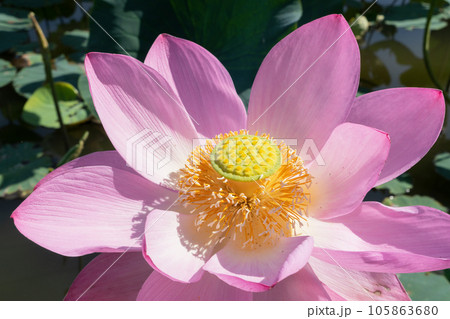 ハスの花 ハスの花 105863680