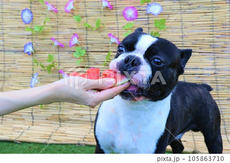 朝顔の花が掛かるすだれの前で大好きなスイカを食べるボストンテリアのマイティ君♡の写真素材 [105863710] - PIXTA