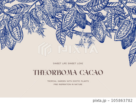 Card with cocoa. Vintage illustration. Card with cocoa. Vintage illustration. 105863782