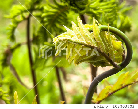 ゼンマイの新芽~栄養葉~ ゼンマイの新芽~栄養葉~ 105863903