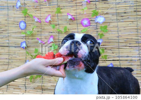 朝顔の花が掛かるすだれの前で大好きなスイカを食べるボストンテリアのマイティ君♡ 朝顔の花が掛かるすだれの前で大好きなスイカを食べるボストンテリアのマイティ君♡ 105864100