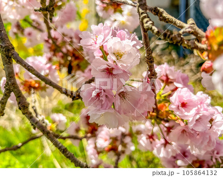 八重の桜 105864132