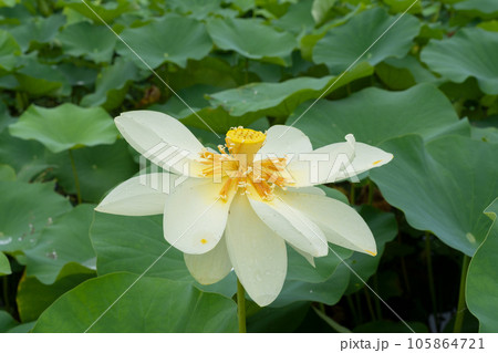 ハスの花 105864721