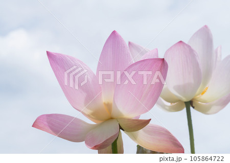 ハスの花 105864722