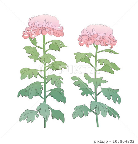 ピンクの大菊のイラスト 105864802