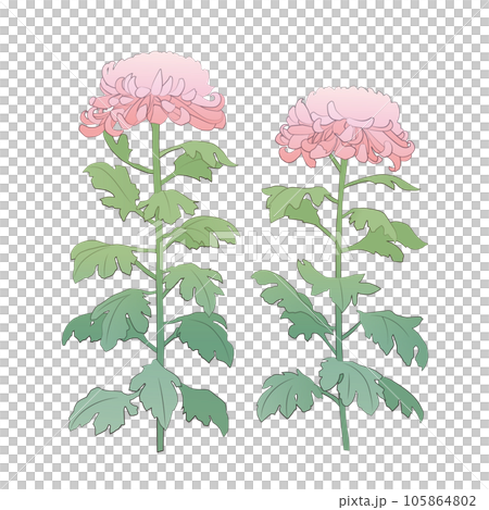 ピンクの大菊のイラスト 105864802