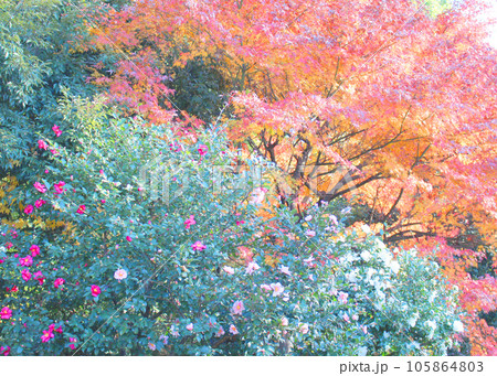 ハマナスと紅葉 105864803