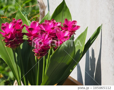 ピンク色のクルクマのお花 105865112