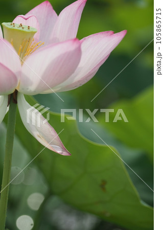 蓮の花と水滴 蓮の花と水滴 105865715