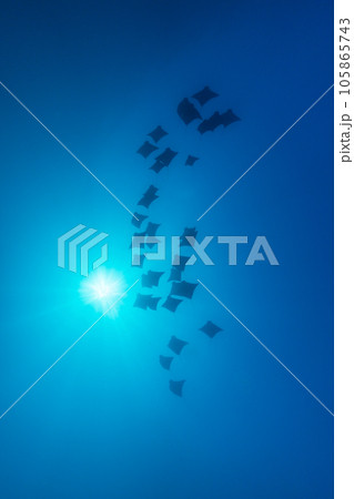 小笠原 ウシバナトビエイの群れ 小笠原 ウシバナトビエイの群れ 105865743