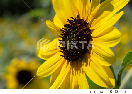 ヒマワリの花 105866333
