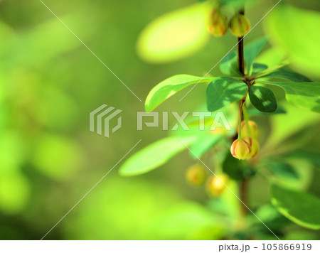 4月に咲いた可愛いメギ(目木)の花 4月に咲いた可愛いメギ(目木)の花 105866919