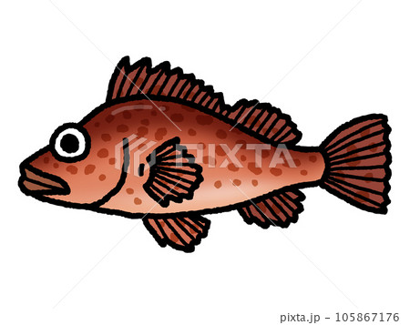 カサゴ・魚 105867176