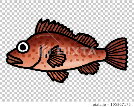 カサゴ・魚 105867176