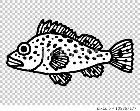 Rockfish, fish, line drawing - Stock Illustration [105867177] - PIXTA