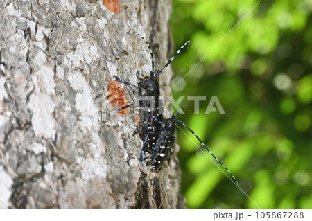 ゴマダラカミキリのペア 105867288