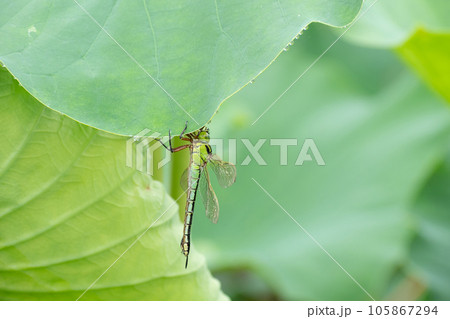 アオヤンマ　ハスの葉 105867294