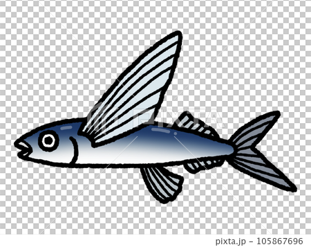 Flying fish/Fish Flying fish/Fish 105867696