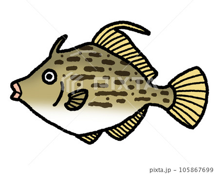 カワハギ・魚 カワハギ・魚 105867699