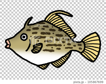 カワハギ・魚 カワハギ・魚 105867699