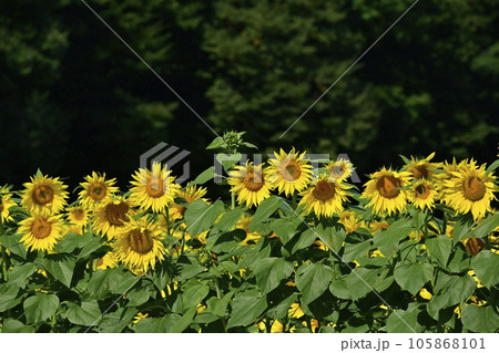 ヒマワリの花畑 105868101