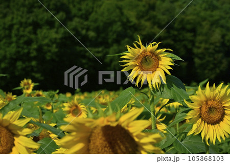 ヒマワリの花畑 105868103