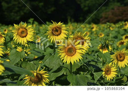 ヒマワリの花畑 ヒマワリの花畑 105868104