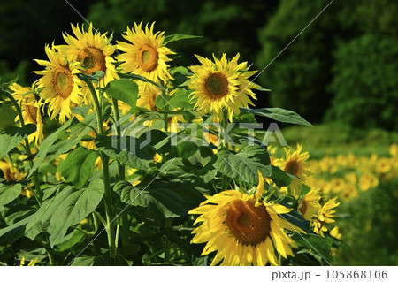 ヒマワリの花畑 105868106