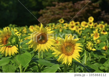 ヒマワリの花畑 ヒマワリの花畑 105868112