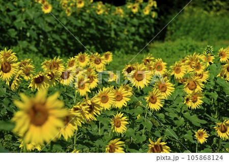 ヒマワリの花畑 105868124