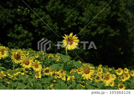 ヒマワリの花畑 105868126