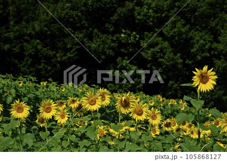 ヒマワリの花畑 105868127