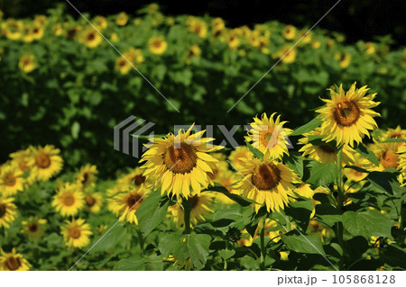 ヒマワリの花畑 105868128