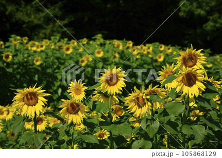 ヒマワリの花畑 105868129