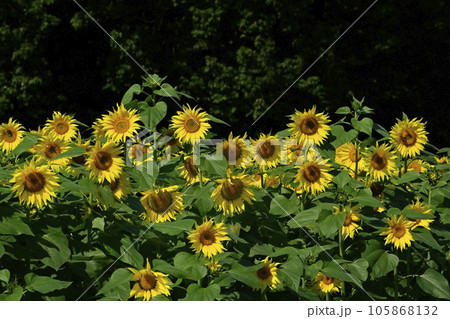 ヒマワリの花畑 105868132