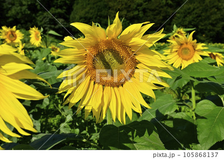 ヒマワリの花畑 ヒマワリの花畑 105868137