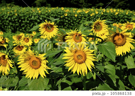 ヒマワリの花畑 ヒマワリの花畑 105868138