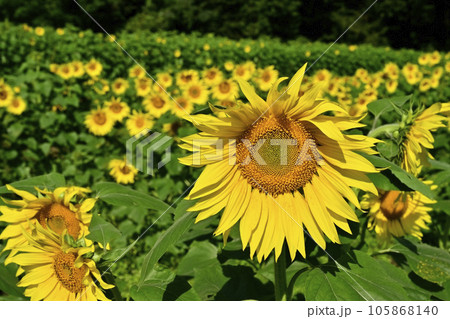 ヒマワリの花畑 ヒマワリの花畑 105868140