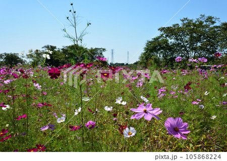 鬼怒グリーンパークへ行きました #29 鬼怒グリーンパークへ行きました #29 105868224