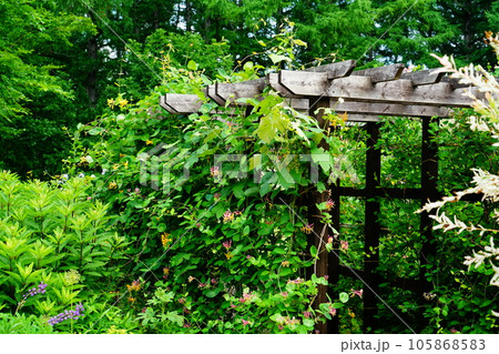 北海道　風のガーデン　夏 105868583