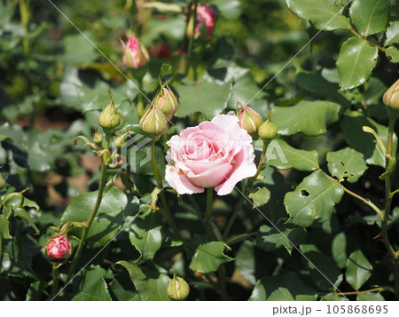 薔薇の花 105868695