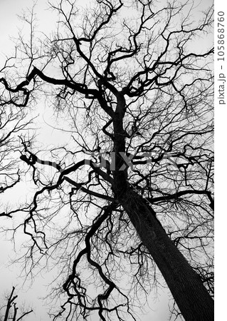 dry old tree standing alone in park against clear sky. dry old tree standing alone in park against clear sky. 105868760