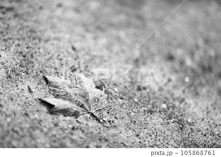 dry old leaf from tree lying lonely on dirty sand in park. dry old leaf from tree lying lonely on dirty sand in park. 105868761