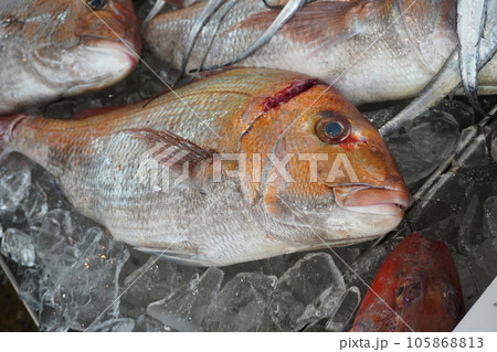 「魚市場」 「魚市場」 105868813