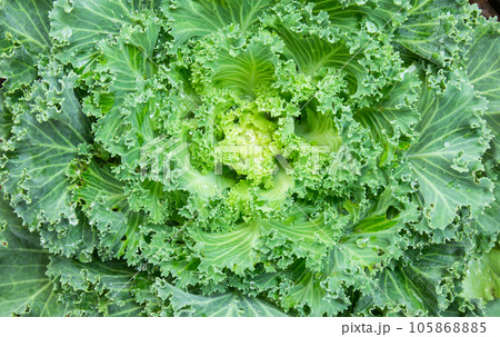 Head of fresh cabbage with a lot of leaves. Head of fresh cabbage with a lot of leaves. 105868885
