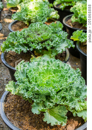 Head of fresh cabbage with a lot of leaves. Head of fresh cabbage with a lot of leaves. 105868888