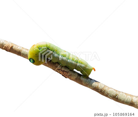 Macro green worm on the tree branch isolated 105869164