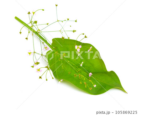 Alisma plantago-aquatica, also known as European water-plantain, common water-plantain or mad-dog weed. Isolated 105869225