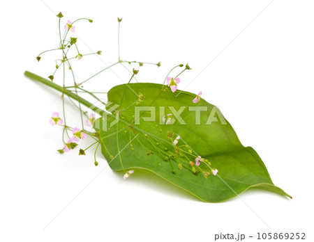 Alisma plantago-aquatica, also known as European water-plantain, common water-plantain or mad-dog weed. Isolated 105869252