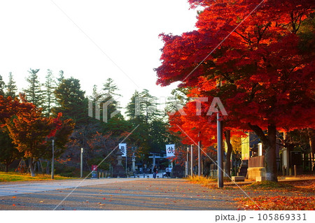 松が岬公園 紅葉 黄葉 松が岬公園 紅葉 黄葉 105869331
